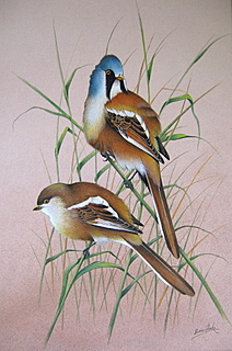 Bearded Reedlings