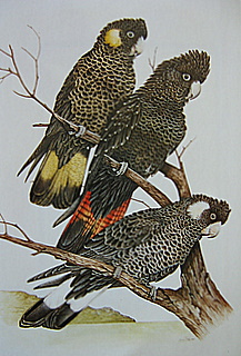 Black Cockatoos Females