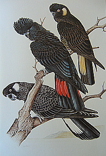 Black Cockatoos Males