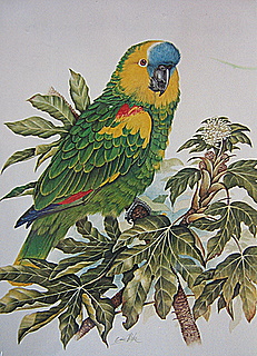 Blue Front Nick Canada