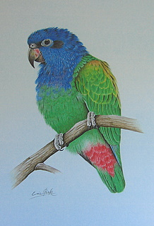 BlueHeadedPionusIMG_1831