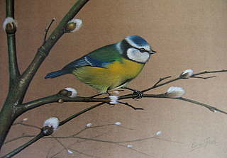 Blue Tit and Pussywillow