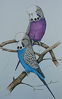 Budgies Blue & Violet Attwood