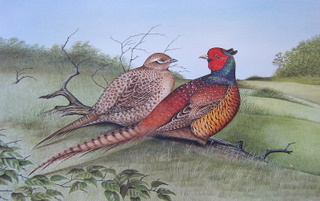 Pheasants Mr Bell