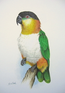 Caiquedarker