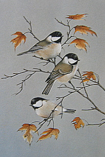 Chickadee S Carolina