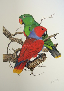 EclectusLEIMG_5376