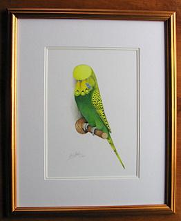 Framed Budgie FOR SALE Original