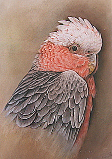 Original Galah