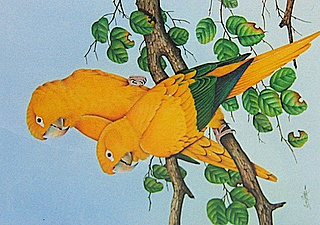 Original Golden Conures London