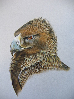 GoldenEagleIMG_3671