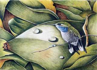 Hummingbird & Dew