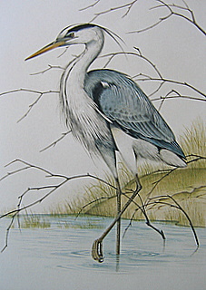 Original Heron S Carolina