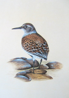 Holland Dunlin