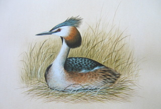 Holland Great Crested Grebe