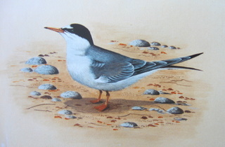 Holland Little Tern