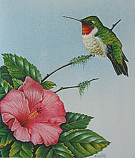 Original Humm & Hibiscus Laws FLorida