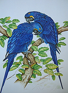 Original Hyac Dinato Puerto Rico