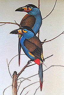 Laminated Hill Toucan S Calif