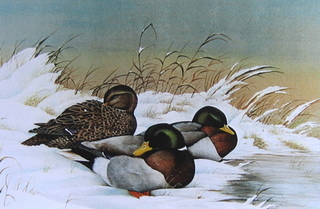 Mallards