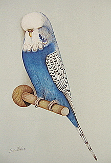 Mannes Budgie Germany
