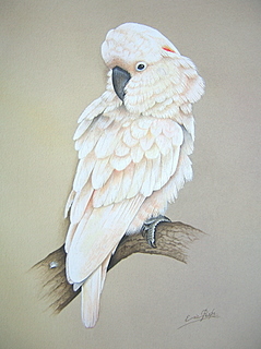 Original Full Mol Vicki Virginia