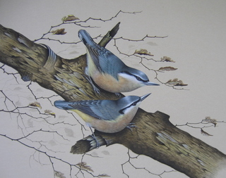 Nuthatches 320