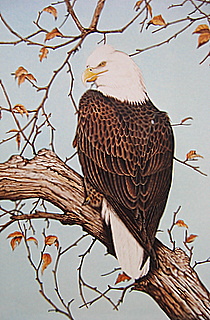 Bald Eagle OHIO