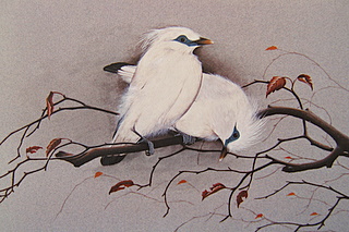 Mynah Birds HAWAII