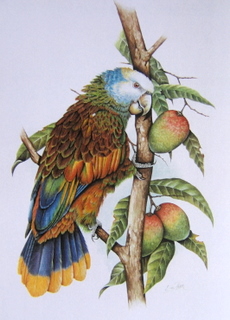 St Vinc with Fruit Canada
