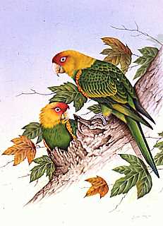 Carolina Parrots Original Yankee