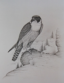 Peregrine HONG KONG