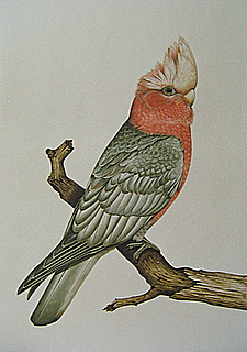 Galah Full Orig Florida