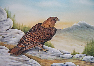 Golden Eagle Saudi Arabia