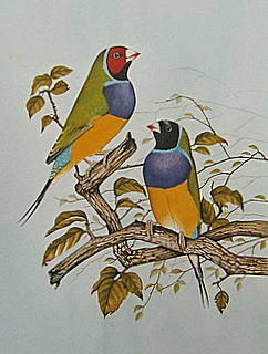 Gouldians Australia Original