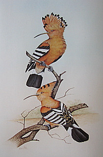 Hoopoes WALES