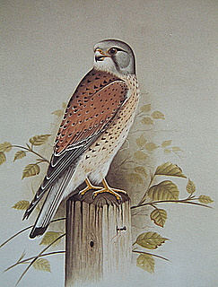 England Pendleton Kestrel