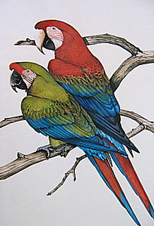 Magill Calif Macaws