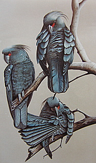 Palm Trio Australia