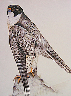 Peregrine Saudi Arabia