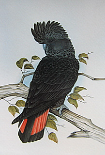 Black Cockatoo TENERIFE
