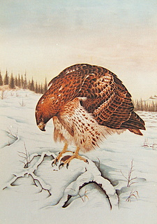 Red Tail PA