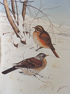 Redwing FieldFare HONG KONG