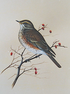 Redwing HOLLAND book