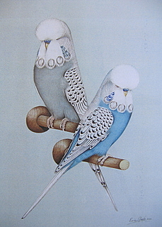Silva Spangle Budgies