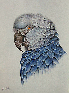 Spix Colorado
