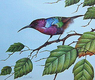 Orig Sunbird Julian Wales