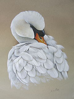Swan Orig Florida