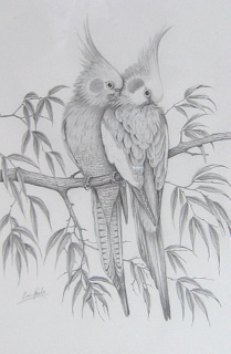 OriginalpencilCockatielsAspectofLove.jpg