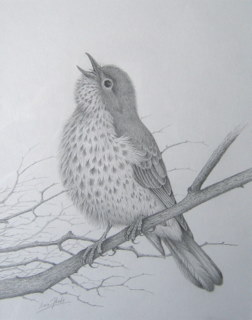 OriginalpencilSongThrush.jpg